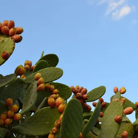 فندق مبيت وإفطار Le Terrazze ماندوريا